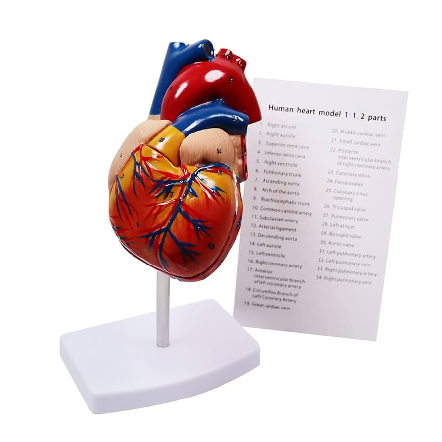 Amazon.com: Aliwovo Anatomical Heart Model Life Size Human